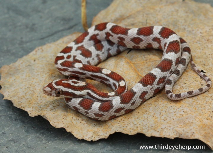 Miami Corn Snake